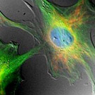 Img_Schluesseltechn_Konfocal